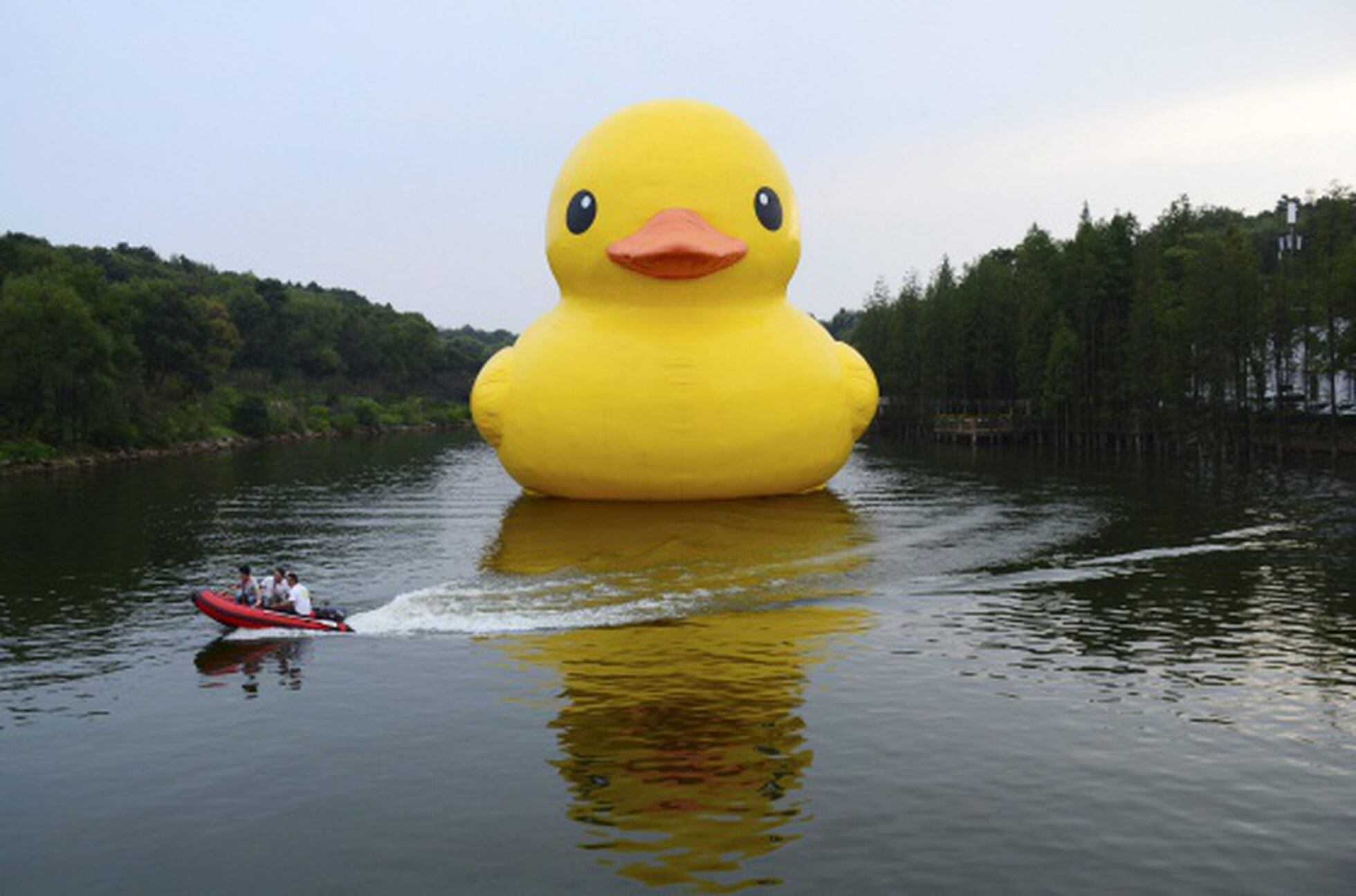 The duck is the funniest animal, according to a scientific study.