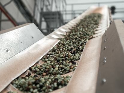 Olivas de la Finca Varona la Vella, en una imagen proporcionada por la empresa.