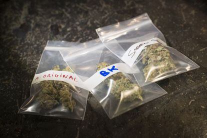 Diverses varietats de cànnabis preparades per a la venda.