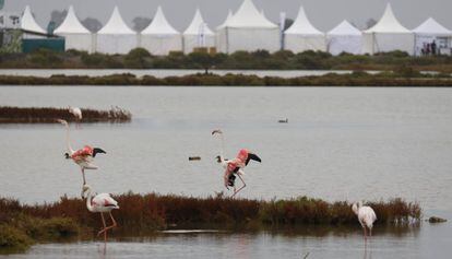 Flamencos ante las tiendas del festival Delta Birding Festival.