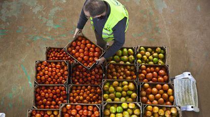 Un trabajador apila cajas de tomates.