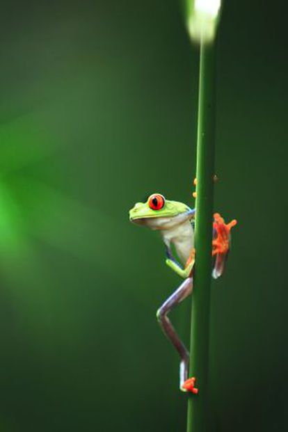 Una rana verde de ojos rojos, conocida en Costa Rica como rana calzonuda, en el parque nacional de Tortuguero.