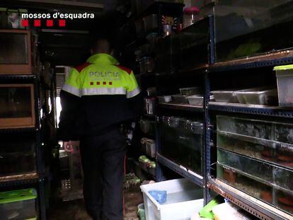 Los Mossos investigan un almacén de anfibios, algunos protegidos
