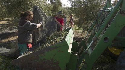 Varios jornaleros trabajan en la recolección de la aceituna en una finca de Sevilla.