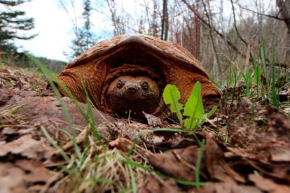 Una tortuga mordedora manchada de tierra, en un parque nacional de Minnesota (EE UU) en 2014.
