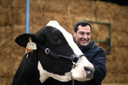 El candidato del PP a la Junta de Andalucía, Juanma Moreno, acaricia una vaca en Añora (Córdoba), este jueves.