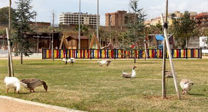 Los gansos picotean el césped por un tramo del parque del Guadiana.