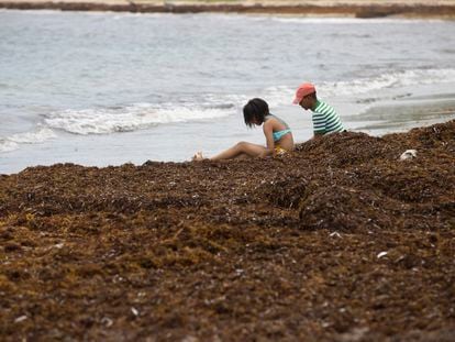El sargazo invade diversas playas de las costas de República Dominicana.
