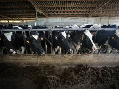 Ordeño de vacas en la ganadería Bértolos e Serranos, en febrero pasado, en Friol (Lugo).