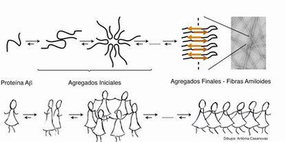 Representación esquemática del proceso de agregación de la proteína beta-amiloideasociada a la enfermedad de  alzhéimer.