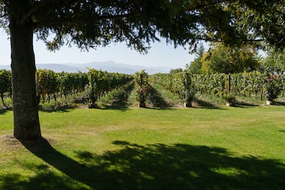 Viñedos en Finca La Emperatriz, una bodega visitable que se encuentra a siete kilómetros de Santo Domingo de la Calzada. Al fondo, el monte de San Lorenzo, el más alto de la sierra de la Demanda.