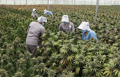 Trabajadoras cuidan plantas de cannabis en el vivero de la empresa Clever Leaves en Pesca, Boyacá (Colombia), el pasado 1 de julio.