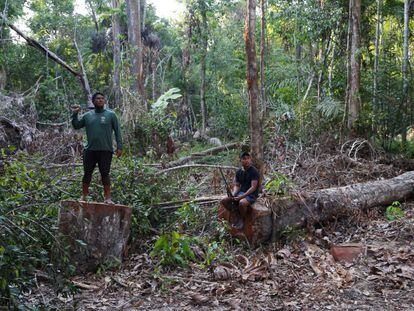 Dos indígenas kayapo posan este viernes junto a árboles talados en Novo Progreso.