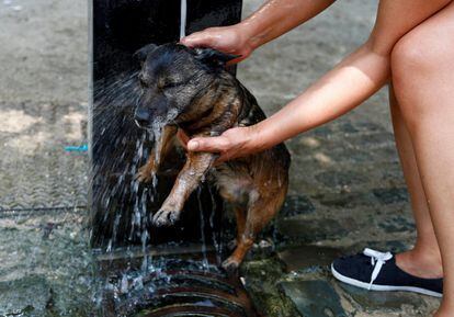 Una mujer refresca a su perro en una fuente de Bruselas, Bélgica, el 24 de junio de 2019.