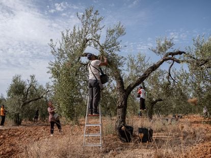 Temporeros faenan en un olivar en Sevilla.