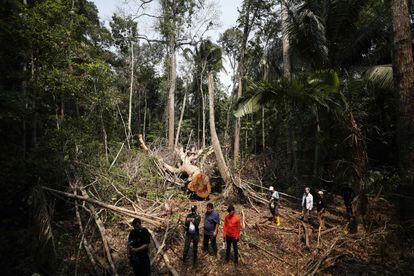 Árboles talados ilegalmente en la selva Madre de Dios, en Perú, el 15 de septiembre de 2022.