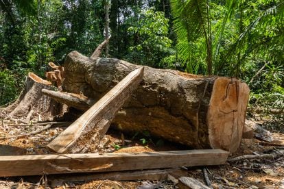 Un árbol talado, presuntamente de forma ilegal, en la Amazonia peruana.