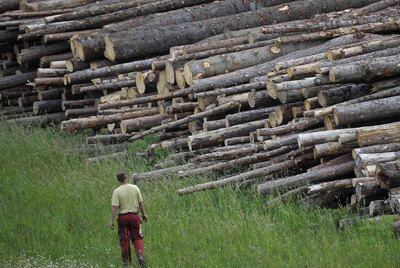 Centenares de árboles son cortados en Centroeuropa para ser trasladados a fábricas de Austria.