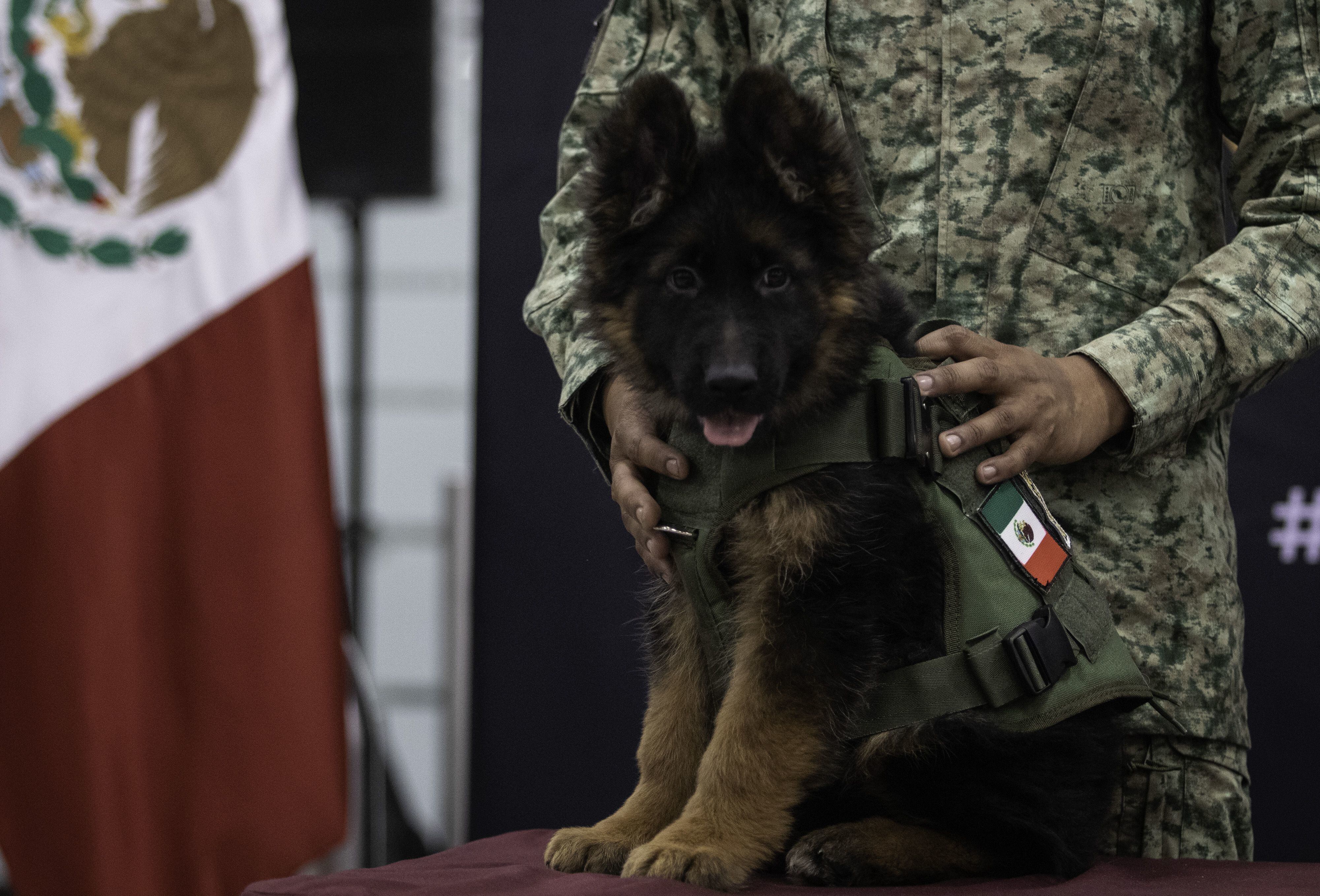 El cachorro de pastor alemán donado por Turquía. 