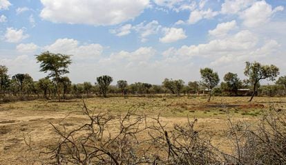 Este es el terreno que Leposo cultivó pero cuya cosecha se perdió por la sequía.