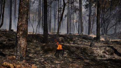 Zona quemada por el incendio forestal declarado en Sigüés (Zaragoza).