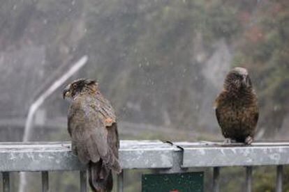 Una pareja de keas, especie endémica de la zona alpina de la Isla Sur neozelandesa, bajo la lluvia.