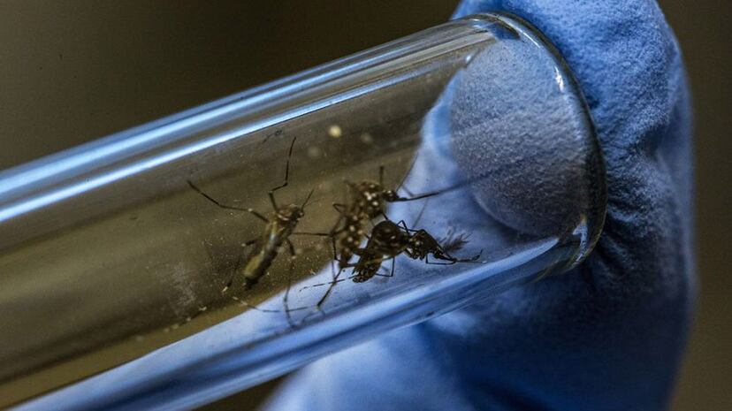 Veracruz, unos de los estados con más casos de dengue