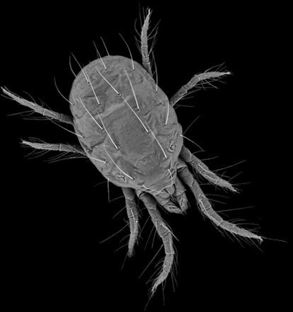 Imagen de microscopía electrónica de un ejemplar adulto de <i>Tetranychus urticae<7i>.</i>