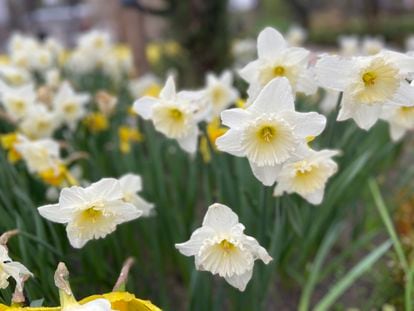 Daffodils ('Narcissus bicolor') in the Royal Botanical Garden of Madrid last February.