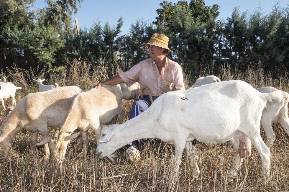 José Barrado (73 años) deja pastar a tus cabras en un terreno frente al Ensanche Sur de Alcorcón. 