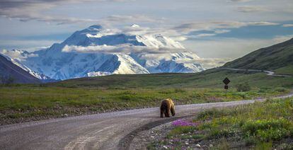 Un oso en el parque nacional Denali, en Alaska.