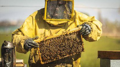 Un apicultor con una colmena de abejas.