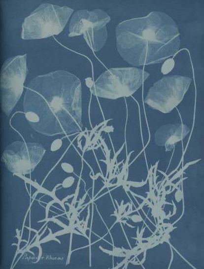 Papaver rhoreas, de un álbum de presentación a Henry Dixon, 1861, cianotipo