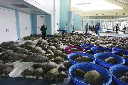 Miles de tortugas marinas que sufren aturdimiento por frío se preparan para recuperarse en el Centro de Convenciones de South Padre Island en South Padre Island, Texas.