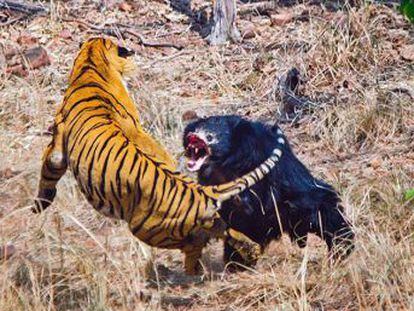 La pelea fue capturada en vídeo por un guía turístico durante un safari en un parque nacional