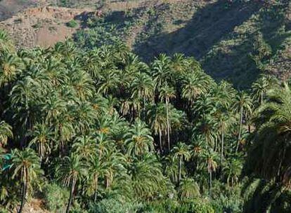 Palmeral de Gran Canaria recuperado tras un incendio.