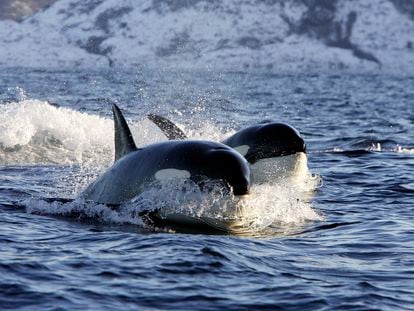 Una pareja de orcas en los fiordos noruegos.