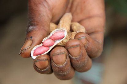 Jean Kouanbi muestra la buena calidad de los cacahuetes que ha cosechado este año.
