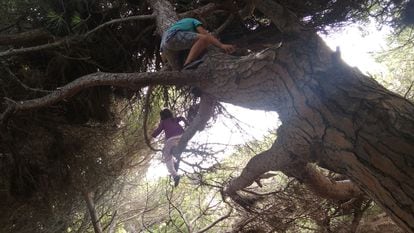 Varios niños de la escuela playa Tierra y Sal escalan por un pino junto a la playa en Sacti Petri, en Cádiz.