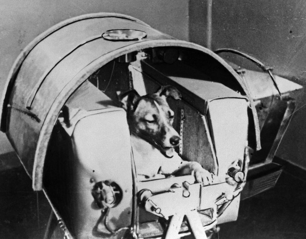 La perra rusa 'Laika', en el 'Sputnik 2'.
