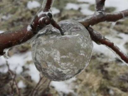 Las ‘manzanas fantasma’: el sorprendente fenómeno provocado por una tormenta heladora
