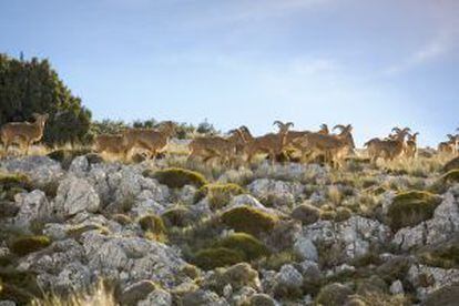 Cabras monteses en Sierra Espuña (Murcia).