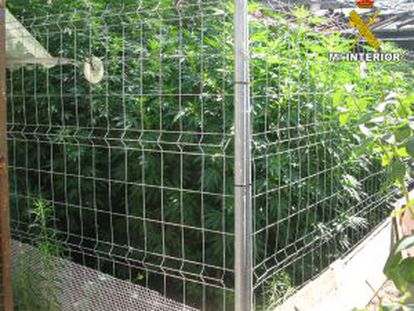 Algunas de las plantas de marihuana incautadas en una vivienda de Carcaixent