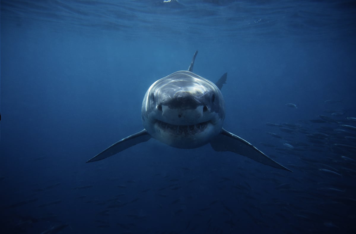 The great white shark helped the extinction of the gigantic megalodon