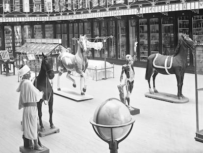 Restos humanos y otras piezas en el museo del doctor Velasco, hoy Museo Nacional de Antropología, hacia 1875.