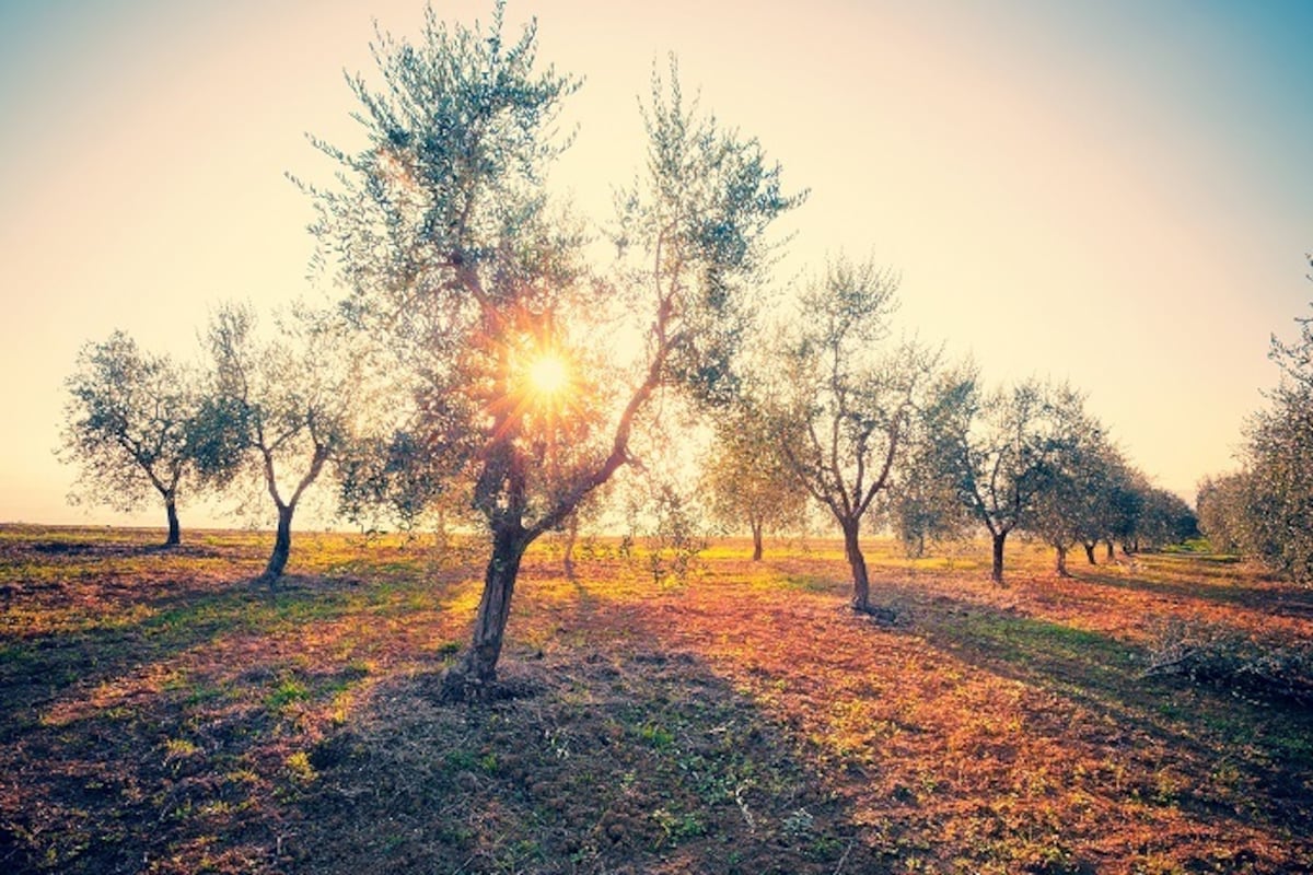 How do trees get water to reach all the leaves? Pledge Times