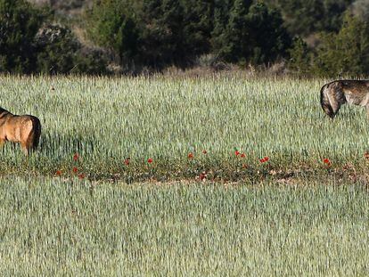 La única pareja de lobos ibéricoitálica que se conoce vive en el Bajo Aragón.