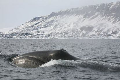 Amenazada de extinción hasta los años 80, la ballena boreal es el mamífero más longevo. Mads Peter Heide-Jorgensen