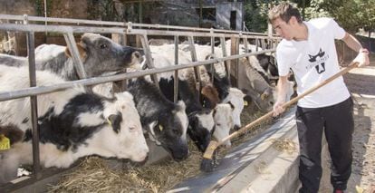 Un granjero alimenta a sus vacas con paja 