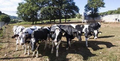 Vacas lecheras en una explotación ganadera láctea en Lalín (Pontevedra, Galicia)